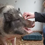 Hinkelshof - 3 Gaestezimmer - Naturnah, Oekologisch, Urig, Selbstversorgerkueche Ubytování v soukromí