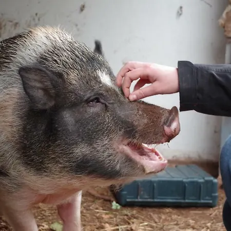 Hinkelshof - 3 Gaestezimmer - Naturnah, Oekologisch, Urig, Selbstversorgerkueche Séjour chez l'habitant