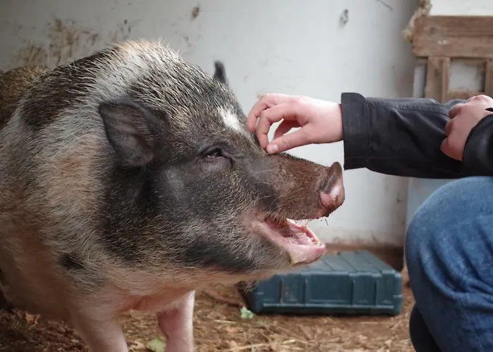 Hinkelshof - 3 Gaestezimmer - Naturnah, Oekologisch, Urig, Selbstversorgerkueche Quarto em Acomodações Particulares